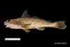 Menticirrhus americanus, Southern kingfish, from SEAMAP collections